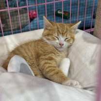 Thumbnail photo of Toasty #3