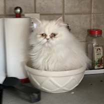 Thumbnail photo of Sandy #1