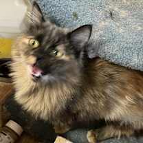 Thumbnail photo of Amar #1