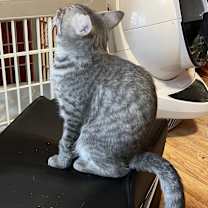 Thumbnail photo of Soutohee #4