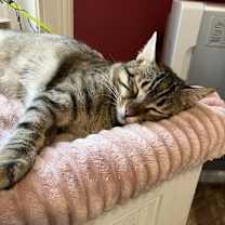 Thumbnail photo of Nosa #3