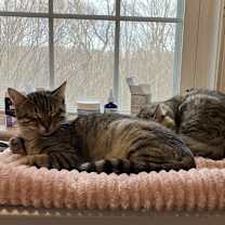 Thumbnail photo of Nosa #4