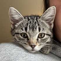 Thumbnail photo of Marshmallow #1