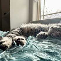 Thumbnail photo of Marshmallow #3