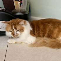 Thumbnail photo of Kricket #3