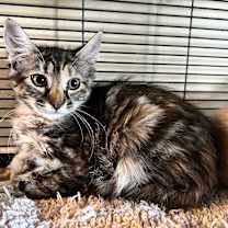 Thumbnail photo of Maria #4