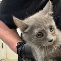 Thumbnail photo of Meadow (C000-730)- City of Industry  #2