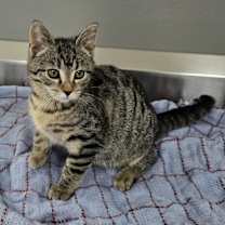 Thumbnail photo of Webster #1