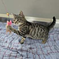 Thumbnail photo of Webster #2