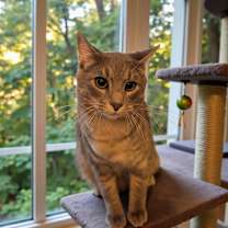 Thumbnail photo of Gru #1