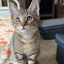 Thumbnail photo of 7471 Lucca #1