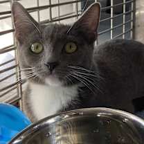 Thumbnail photo of Trilla #1