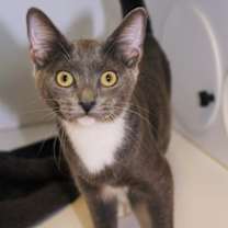 Thumbnail photo of Trilla #2