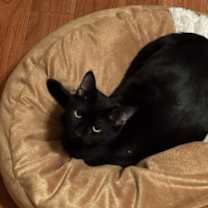 Thumbnail photo of Sylvestor #4