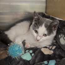 Thumbnail photo of Gracie #1