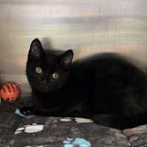 Thumbnail photo of Noble #1