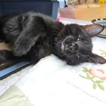 Thumbnail photo of Grunkle Stan #2