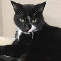 Thumbnail photo of Odie #1