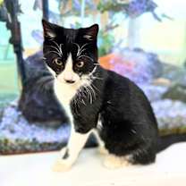 Thumbnail photo of Neutron #1