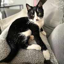 Thumbnail photo of Neutron #3