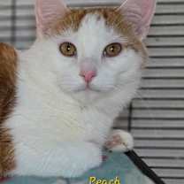 Thumbnail photo of Peach #1