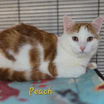 Thumbnail photo of Peach #2