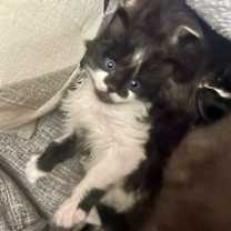 Thumbnail photo of Gizmo #2