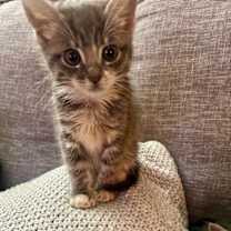 Thumbnail photo of Buddy #3