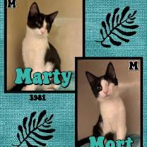 Thumbnail photo of MORT #1