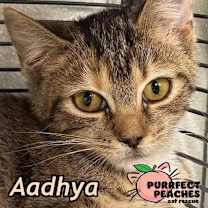 Thumbnail photo of Aadhya #2