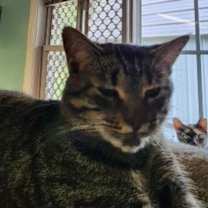 Thumbnail photo of Blinken #2