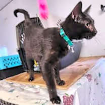 Thumbnail photo of Leslie #4