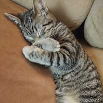 Thumbnail photo of Benny #1