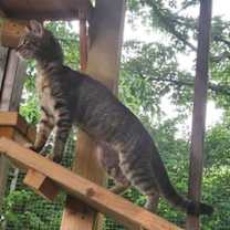 Thumbnail photo of Crookshanks #4