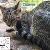 Thumbnail photo of Chance #3