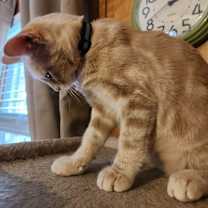 Thumbnail photo of Carmel #3