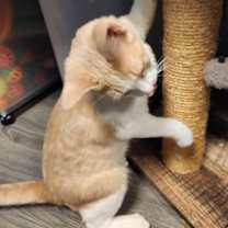 Thumbnail photo of Denver #4