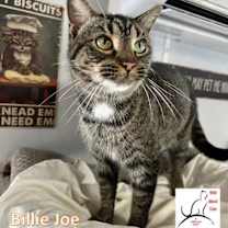 Thumbnail photo of Billy Jo #4