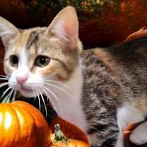 Thumbnail photo of Uno #2