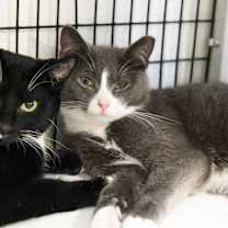 Thumbnail photo of Cricket #3