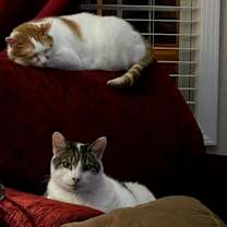 Thumbnail photo of Riley #3