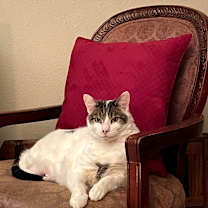 Thumbnail photo of Sophie #1