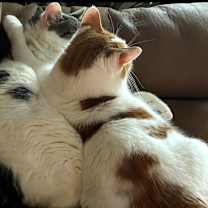 Thumbnail photo of Sophie #2