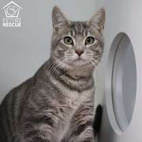 Thumbnail photo of Tubbs (and Crockett) #3