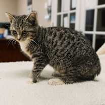 Thumbnail photo of Cookie #2