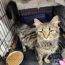 Thumbnail photo of Irene #4