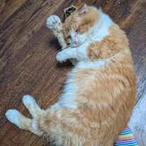 Thumbnail photo of Arlo #3