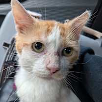 Thumbnail photo of Big Mack #3