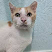 Thumbnail photo of Big Mack #4