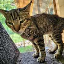 Thumbnail photo of Toby #2